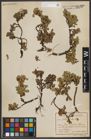 Foto von Salix retusa L.